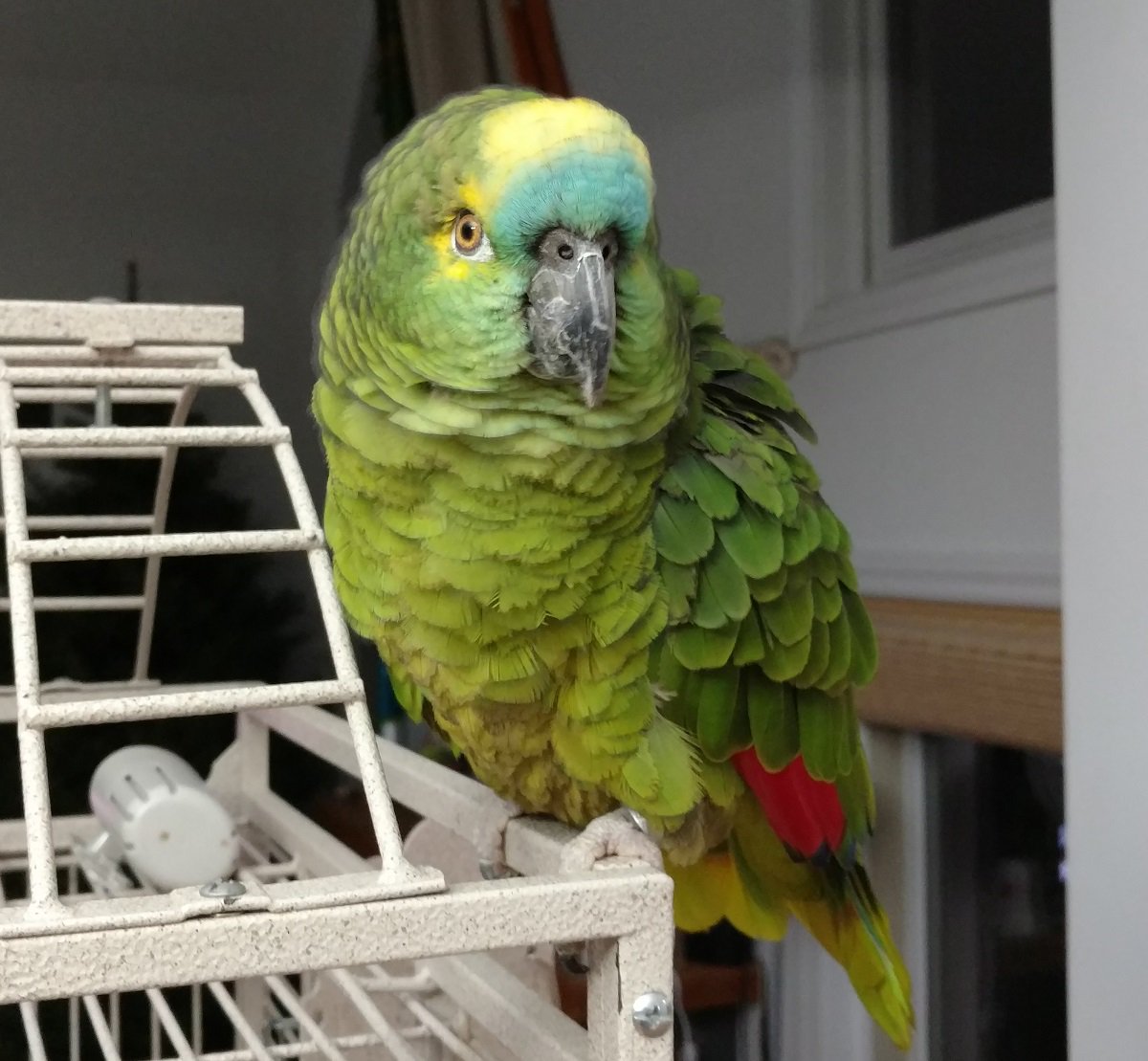 tl_tbrandon's tweet image. Macapa is nearly back from the dead.  Three months of lactulose, calorad, and milk thistle seem to have helped her liver issue. #Amazon #LiverIssues