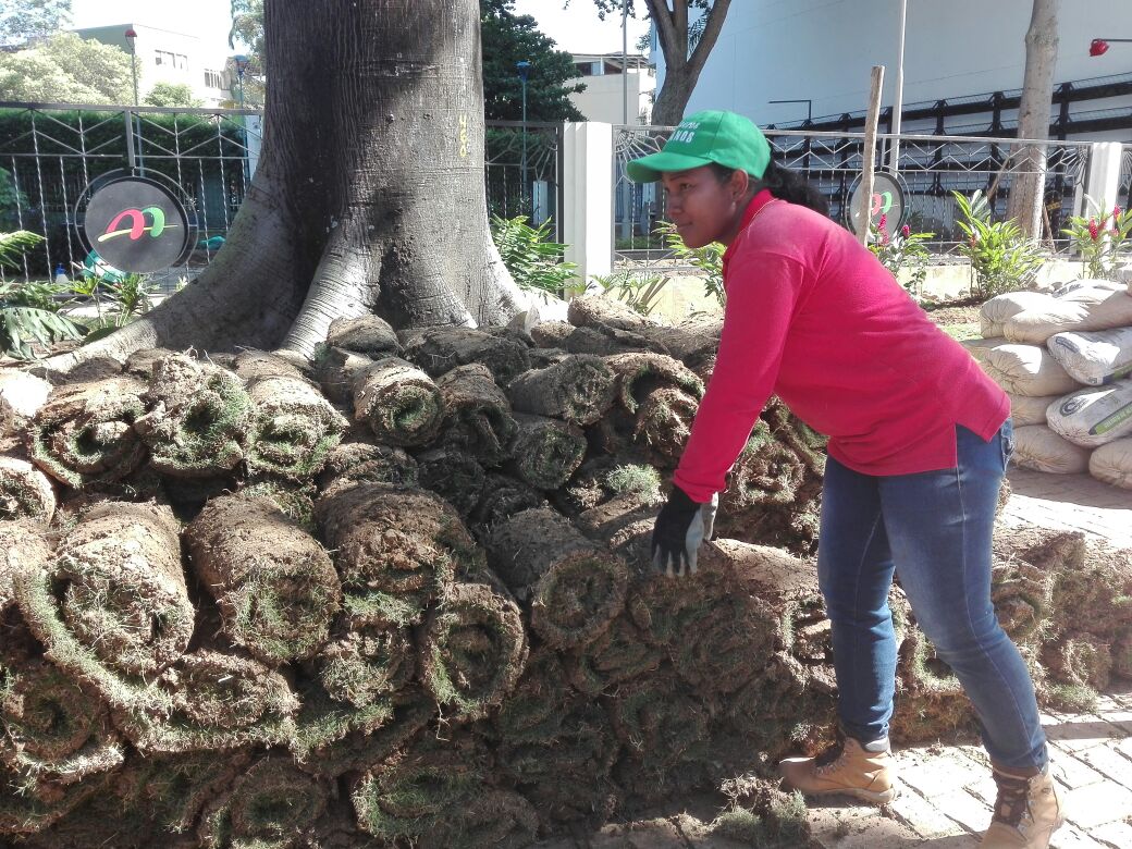 AreaMetroBga's tweet photo. #AMB En 8 días a disfrutar #MásEspaciosDeVida/ renovación paisajística del parque #LosSamanes en Ciudadela Real de Minas de @Bucaramanga. Siembra de 350 mts de pasto japonés y 300 plantas de #Cayenos #Durantas #Trinitarios #Rosos y #FloresDeNavidad @AlcaldiaBGA @ingrodolfohdez https://t.co/70HrgSlU8e