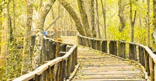 roaminbd's tweet photo. Largest mangrove forest in the world. Taken by @khalid_mukarram_efty .
.
.
.
#roaminbangladesh #roaminbd #bangladesh #banglascape #explore #green #mangrove #forest #largest #khulna #landscape #landscapebd #southasia #naturalbangladesh #visitbangladesh #beautifulbangladesh🇧🇩 … https://t.co/5iHmMTUbVv