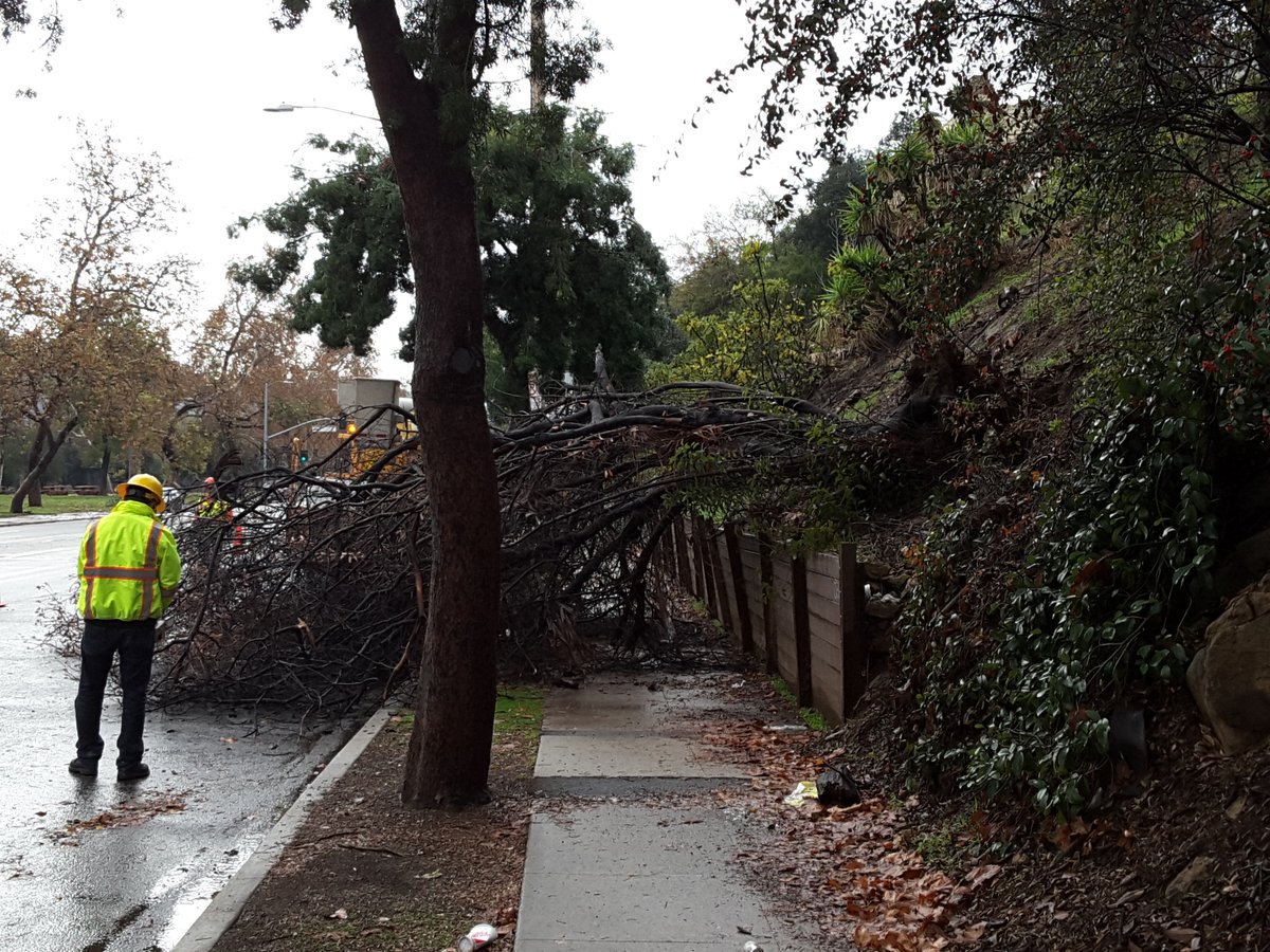 A tree down with an inspector
=