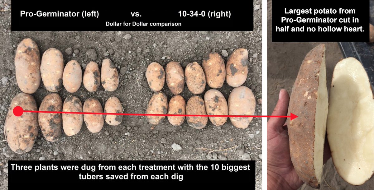 Spudman Magazine (@spudmanmag) on Twitter photo From the potatoes planted, to irrigation, pest control, storage & plant nutrition — tiny steps through the year can add up to big results. agroliquid.com/spuds (Sponsored: <a href="/agroliquid/">AgroLiquid</a>) From the potatoes planted, to irrigation, pest control, storage & plant nutrition — tiny steps through the year can add up to big results. agroliquid.com/spuds (Sponsored: <a href="/agroliquid/">AgroLiquid</a>)