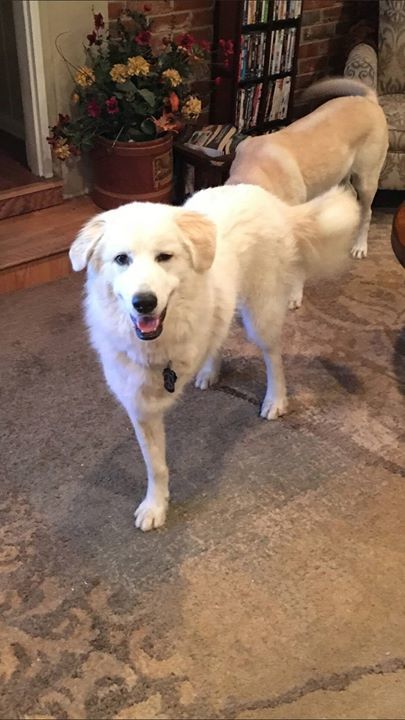 CVPaws's tweet photo. Remeber sweet Autumn?  She is now ready for her forever home!  To adopt Autumn please visit https://t.co/r4DdM7cO7j and fill out a adoption application. https://t.co/aOm4EGtefX