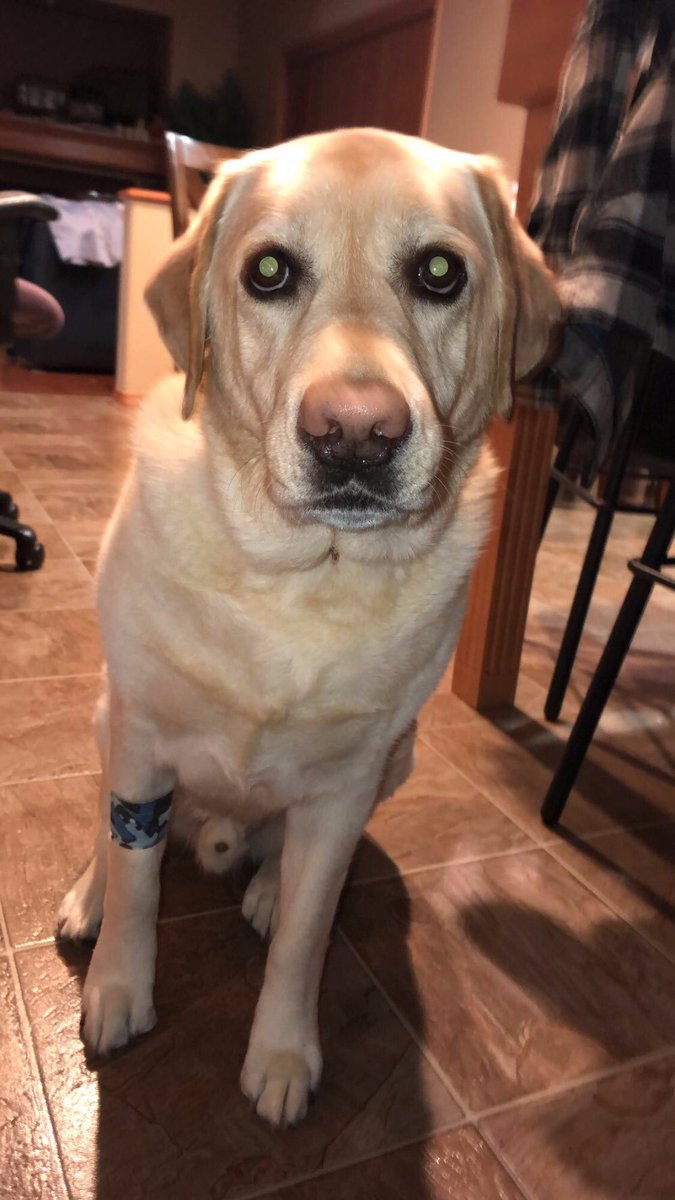 dog_rates's tweet image. This is Bentley. He attempted some hardcore barkour and injured his front right zoomer. Adrenaline clearly still pumping in the first pic. 13/10 click below to help Bentley

gofundme.com/bentleyneedshe…