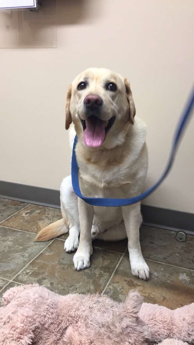 dog_rates's tweet image. This is Bentley. He attempted some hardcore barkour and injured his front right zoomer. Adrenaline clearly still pumping in the first pic. 13/10 click below to help Bentley

gofundme.com/bentleyneedshe…