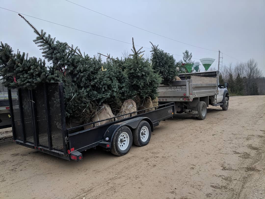 Planting Christmas Trees 🌲🌲🌲 #neerhoflandscapes