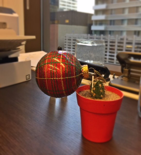 SidTheShrub's tweet photo. A precocious cactus, with visions of grandeur. @CBCEyeopener #yyc https://t.co/WgYrQMag23
