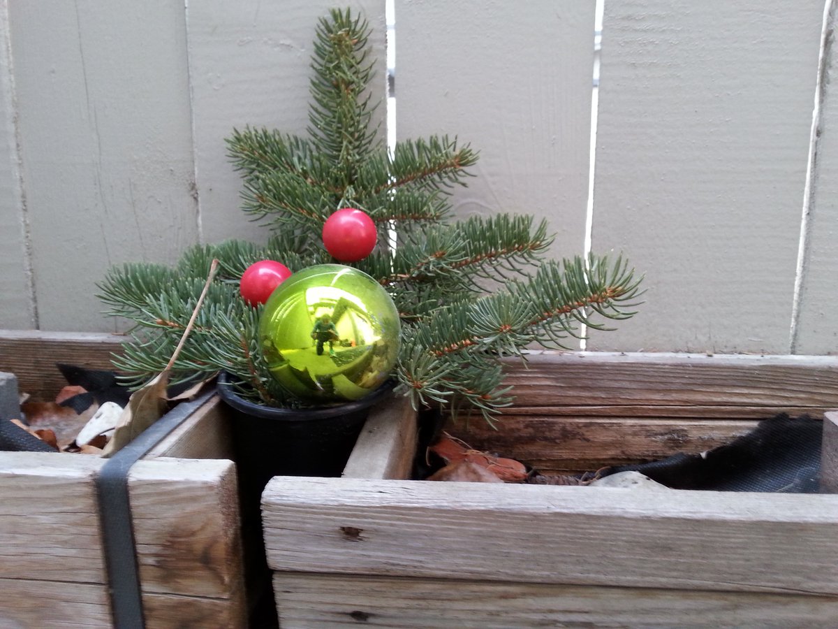 SidTheShrub's tweet photo. My attire for Festivus is spawning many office imitators. Send a pic to @CBCEyeopener and you could win a prize! This is Bob the Branch. https://t.co/0Cr04Mt4H2