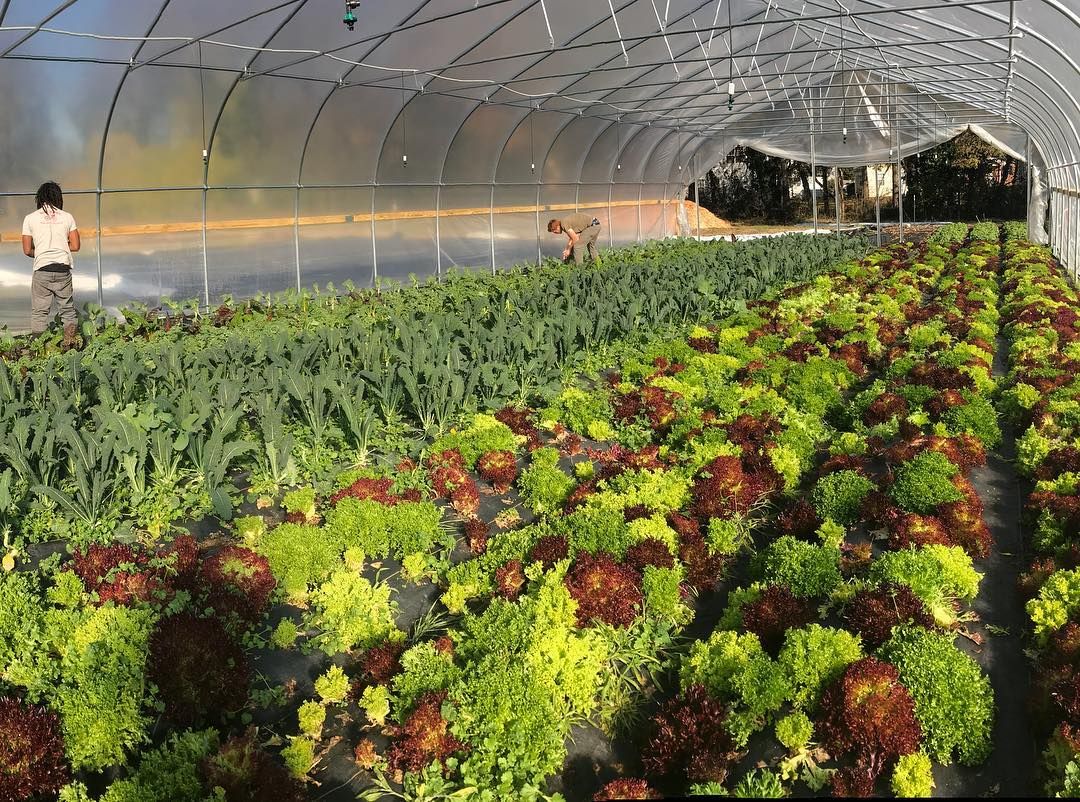 villagewgvl's tweet photo. It's cold and dreary outside, but growing season isn't over. Our friends at @reedyriverfarms have a greenhouse full of winter crops, making their way into CSAs and local restaurants throughout the season. #villagewgvl https://t.co/HMMcNXSY3F