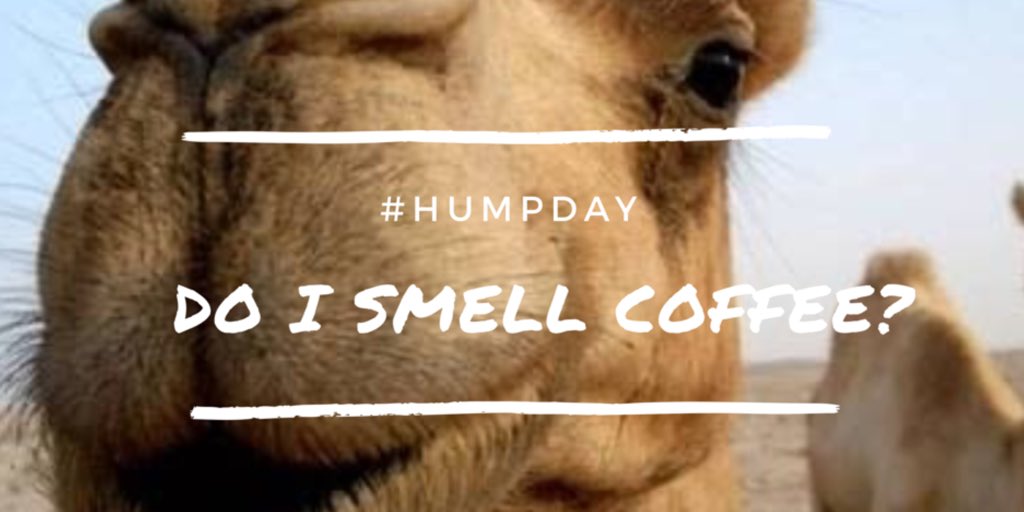 Nackforkindness's tweet photo. It’s #humpday and this 🐪  needs a #coffee. https://t.co/kOkWctUFbQ