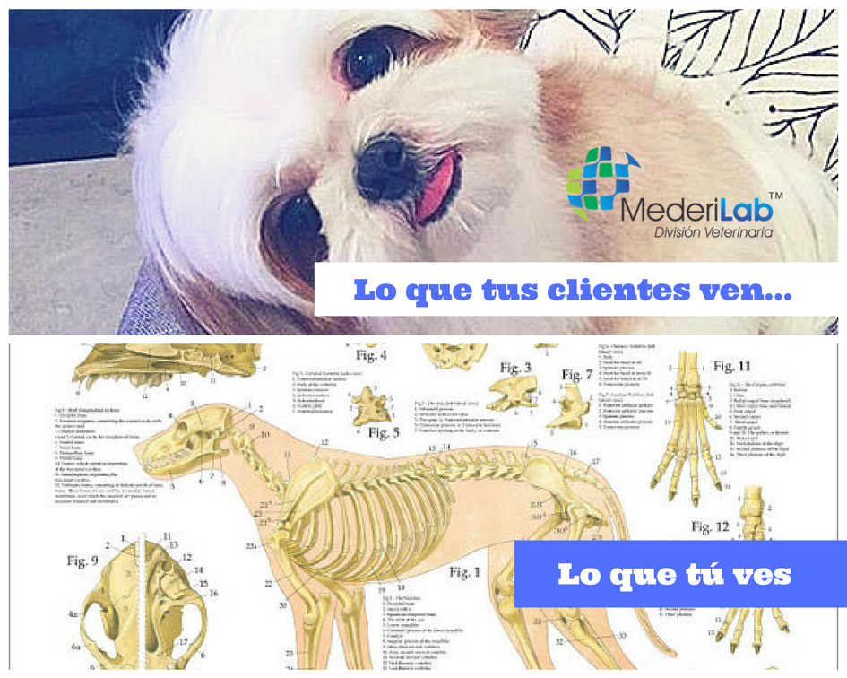 MederiLabMX's tweet photo. Sólo un buen veterinario lo sabe
#Mederilab #SomosVeterinarios #petfriendly https://t.co/2QnioxFlhm