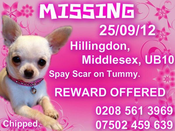 Blue Frenchie tweet media