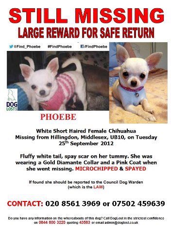 Blue Frenchie tweet media