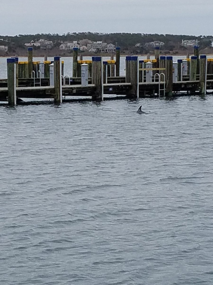 ackjoyfull's tweet photo. Dolphins at the fuel dock #naturalhabitat #socool #bestlunchbreak https://t.co/XR1BguG0GF