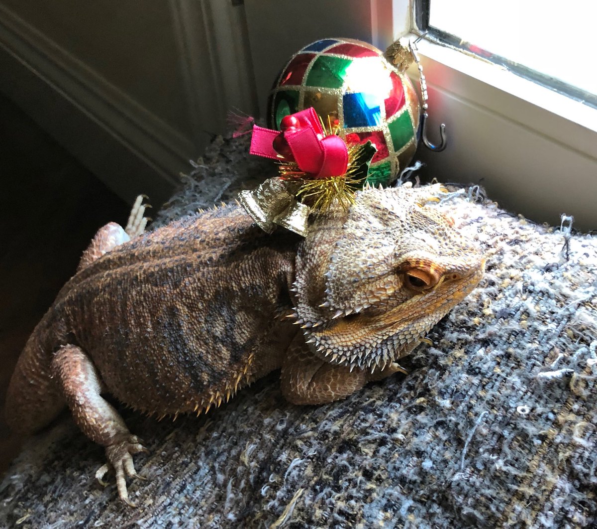 Sir Frederick finally gets into the Christmas spirit