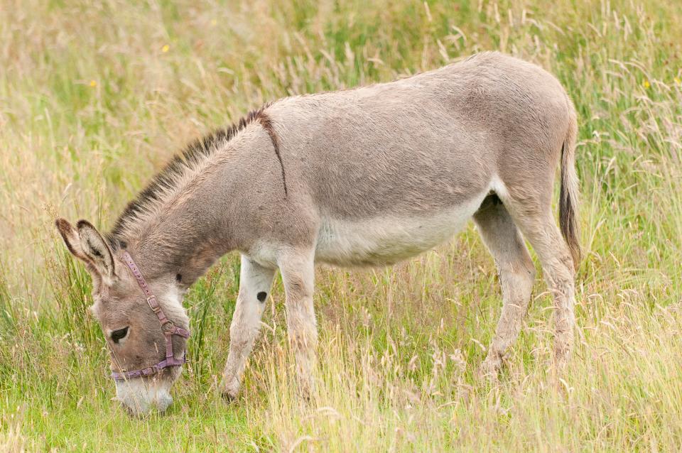 Crimeaholic's tweet photo. An African man Naftaly Muriithi was arrested for yup having sex with a donkey.
 Unfortunately the donkey is said to have died “from exhaustion”shortly after the alleged #sexattack. https://t.co/oczvaDmFZh