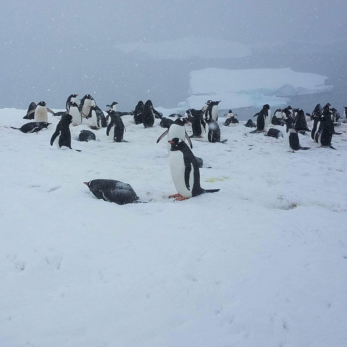 The Holiday Bazaar is almost here and Tara has promised to bring back something special from her trip to Antarctica (yes she really took this photo)!  Beginning to suspect it could be . . . a dancing penguin?!  Maybe ice for our drinks!?  The suspense! bit.ly/2AKr94D