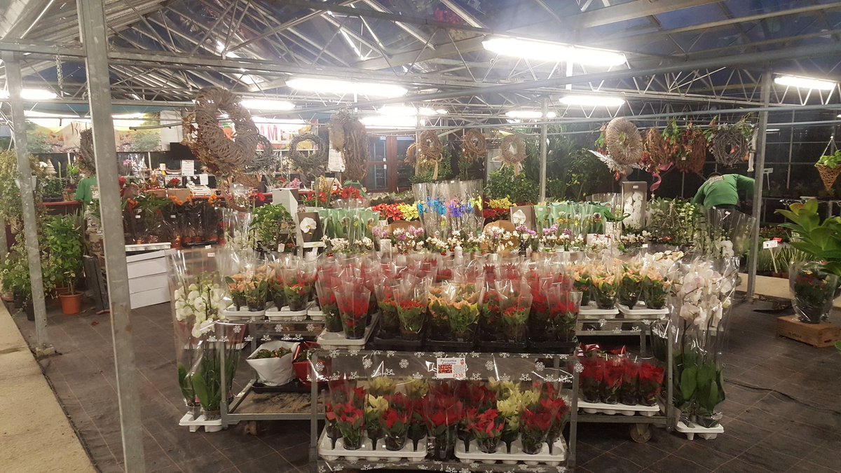 SavinNurseries's tweet photo. Our Christmas grotto 
Doing it with plants #18DaysofChristmas https://t.co/ftKQxWh9jI
