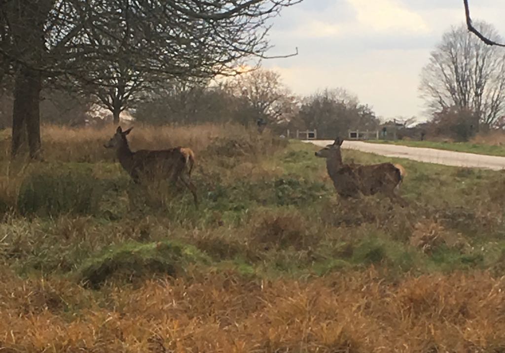 We all get overwhelmed in life at different times for different reasons including therapists! Take yourself out to a natural setting to connect with the earth and all her wonderful beings
