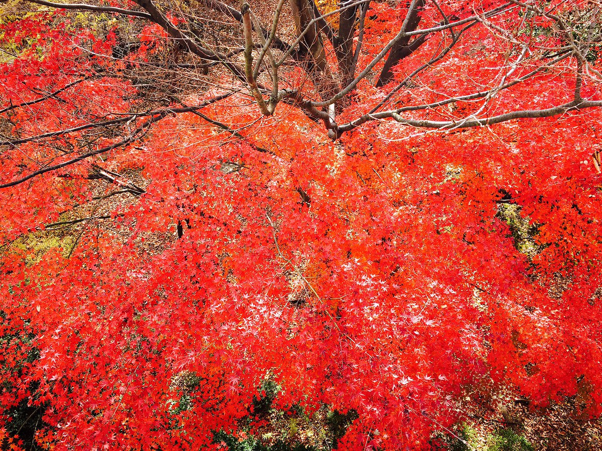 FORELAND_Rec's tweet photo. J△PAN #紅葉 https://t.co/mOn3kYcWLw