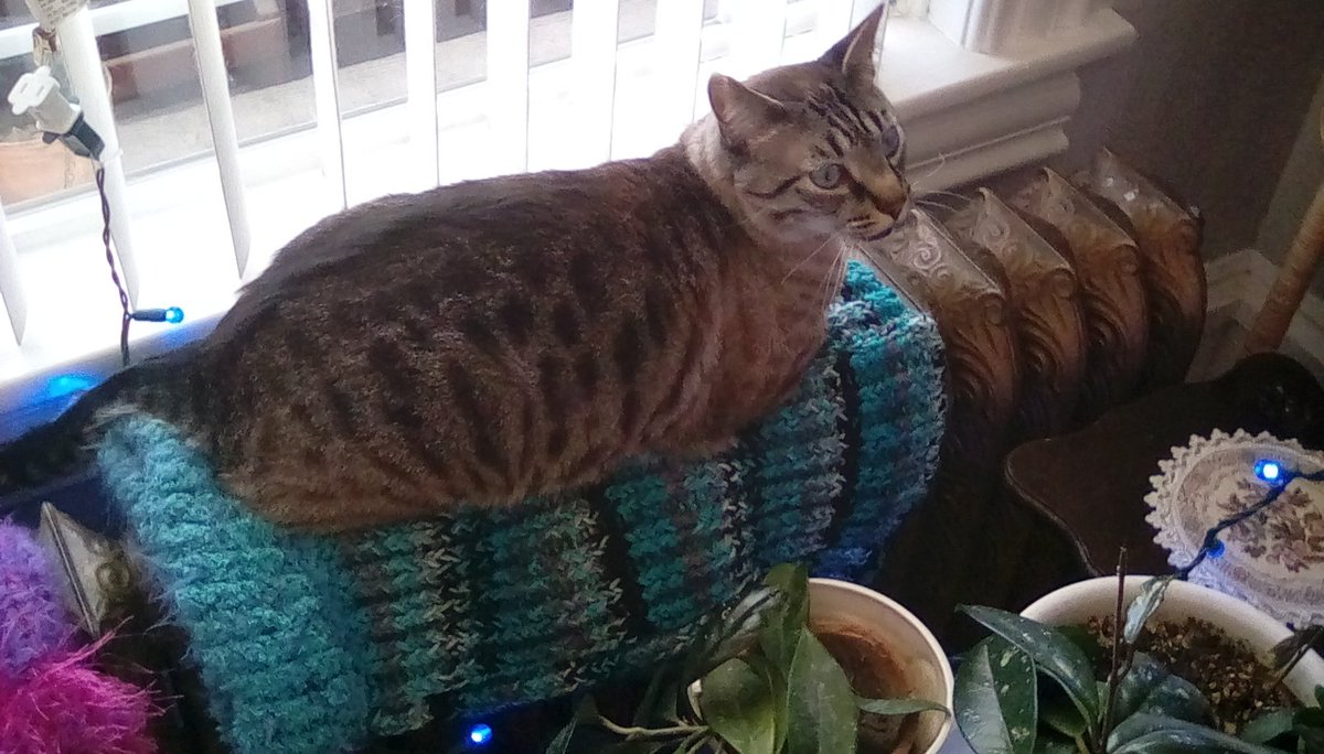 victorian_soul's tweet photo. My favorite boy @MrGeorgeCat using his sisters' sweaters as a brilliant radiator bed. #cats #clever #andwarm 😺🐈🐱 https://t.co/1ImUt9DQbJ