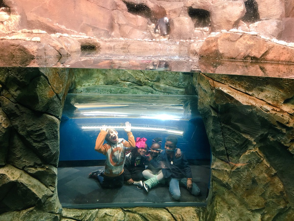 Neillo13's tweet photo. I really enjoyed watching the @GeorgiaAquarium inspire the #Toomer kids today @APS_FATE ! They had a blast. #PublicSchoolWorks #keepitcommunity https://t.co/ZGBmvN4XUW