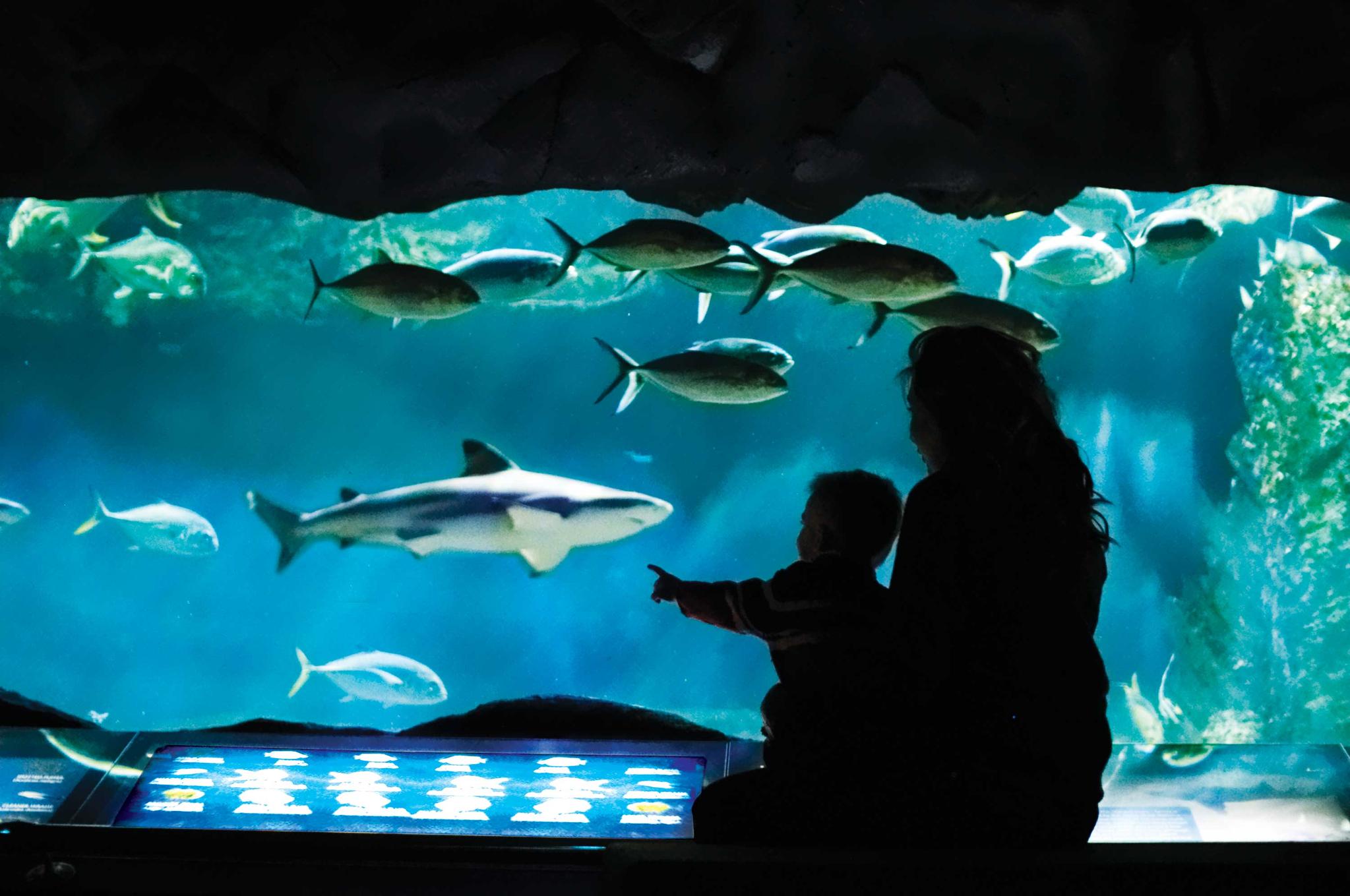 West Edmonton Mall on X: "We're excited to announce a community event in  association with the @AutismEdmonton at Marine Life's Sea Life Caverns on  December 13 from 9 to 11 am! More