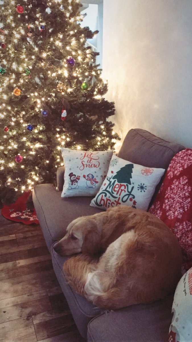 hannah_lauer's tweet photo. I should be studying but instead I'm decorating for Christmas and took my parents dog just for a cute picture #happyfinalsweek https://t.co/YNUU21zygN