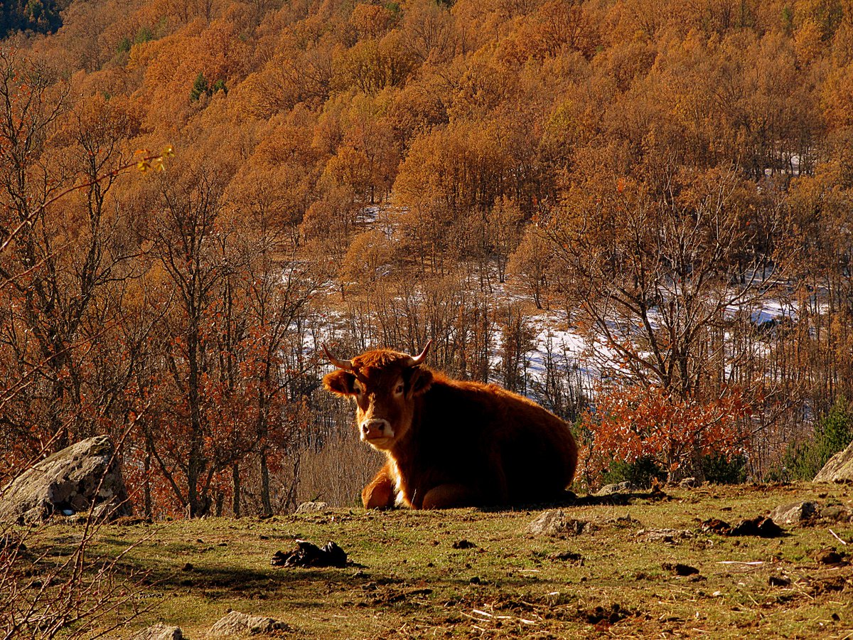 mirecreoweb's tweet photo. Así de radiante estaba hoy #LaHiruela #Madrid. Ruta de molino a molino @SierraNortecom @TurismoMadrid @guiahiruela https://t.co/ziaRFbI6k6
