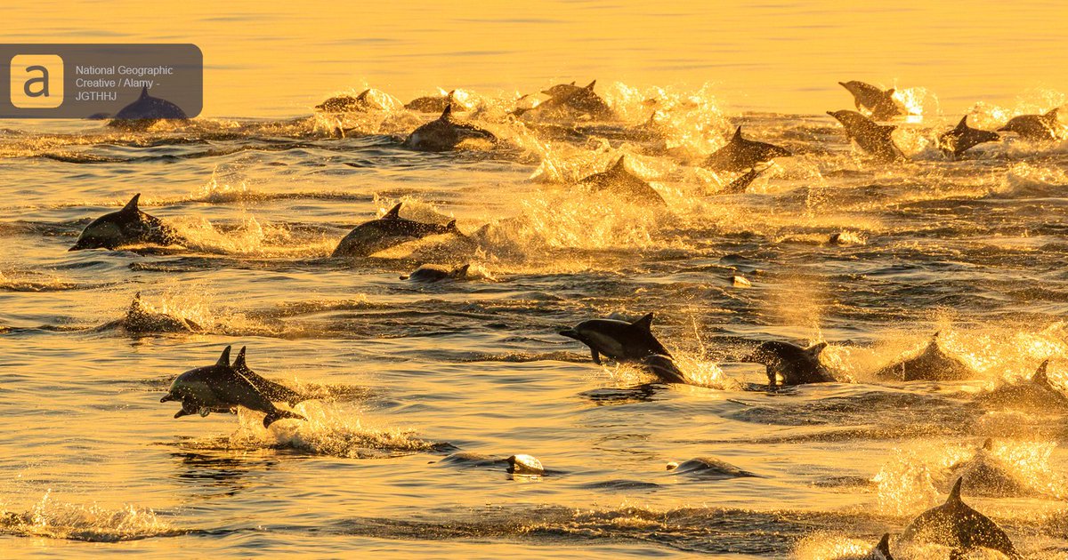 A golden #sunrise bathes #LongBeakedCommonDolphins, #swimming and #jumping in a large #pod.

alamy.com/JGTHHJ