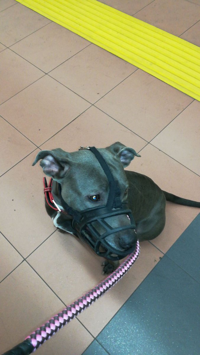 thghostofme's tweet photo. DIFUSIÓN POR FAVOR 🐶🐶
esta es Luna, una pitbull de 2 añitos que han encontrado en la calle sola con moratones. es un angelito, si alguien puede darle casa MD por favor ❤️❤️❤️

MADRID

aunque no puedas darle un hogar, dale rt para difusión 💜(mencionad a cuentas grandes))) https://t.co/x1lEJi1Qq9