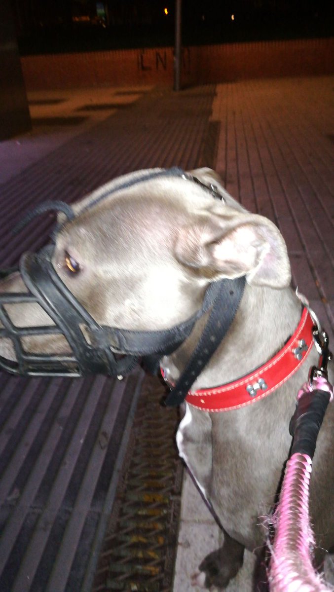 thghostofme's tweet photo. DIFUSIÓN POR FAVOR 🐶🐶
esta es Luna, una pitbull de 2 añitos que han encontrado en la calle sola con moratones. es un angelito, si alguien puede darle casa MD por favor ❤️❤️❤️

MADRID

aunque no puedas darle un hogar, dale rt para difusión 💜(mencionad a cuentas grandes))) https://t.co/x1lEJi1Qq9