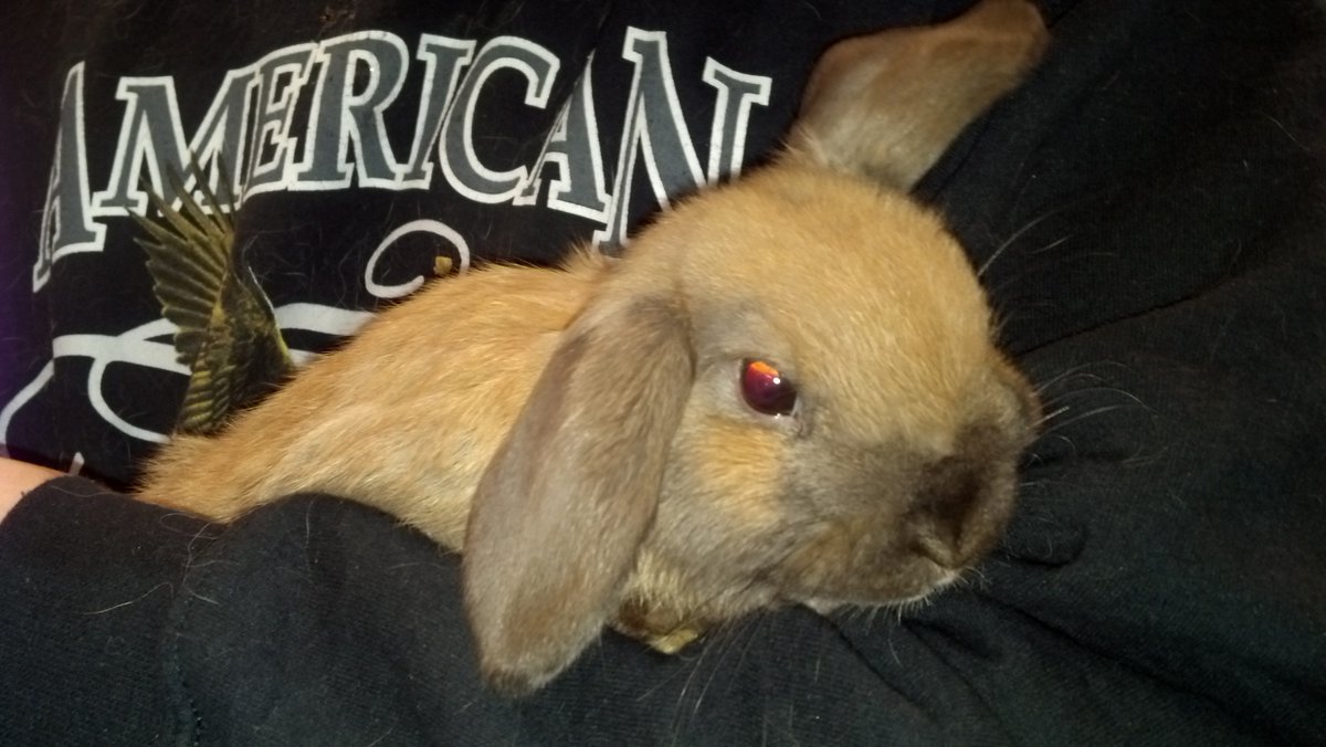 Office Gratis Italiano 2007scape