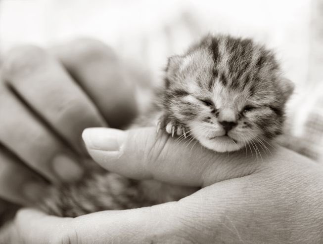 KirvInk's tweet photo. I'm happy to celebrate #InternationalVolunteerDay by supporting the Toronto Humane Society by #Fostering animals in need. @THS_tweet https://t.co/GlKA5QX0ap