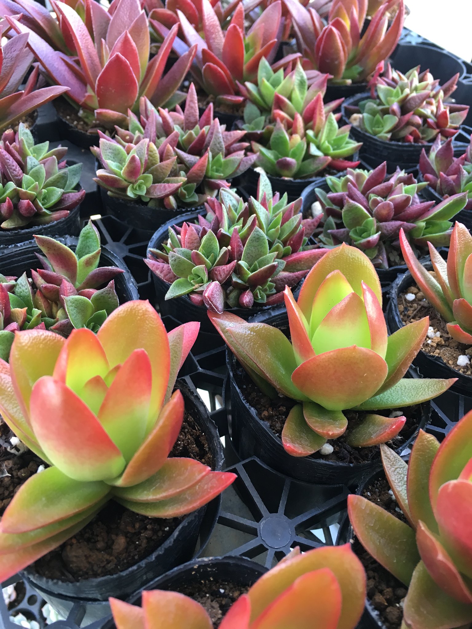 多肉植物のネット販売 多肉の王国 入荷商品の紹介でーす 綺麗に紅葉した紅葉祭り ツクバネ 火祭りでーす O 寄せ植えにいかがですか 多肉の王国 紅葉祭り ツクバネ 火祭り 紅葉 T Co J3fpct6v7c Twitter
