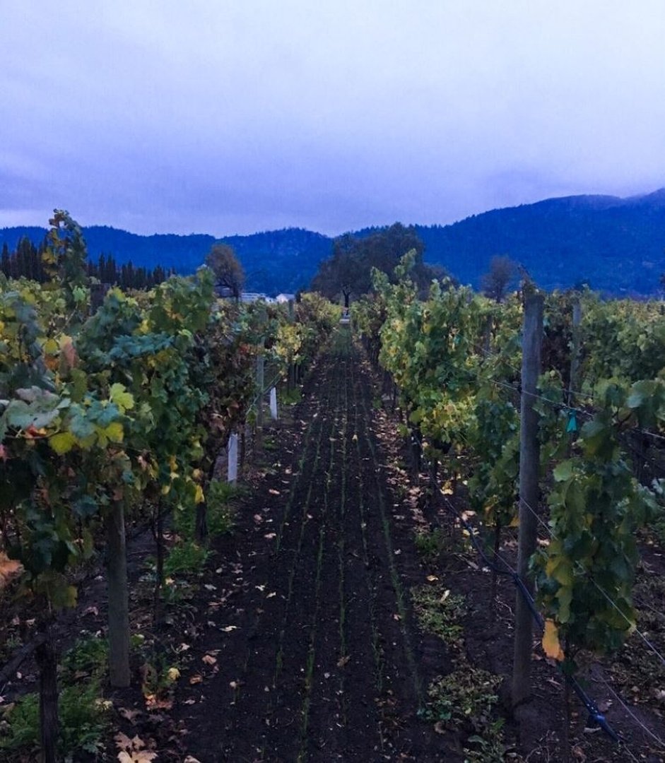 The cover crop is coming up in neat rows at our estate vineyard.  #sequoiagrove #sequoiagrovewinery  #napavalley #napawine