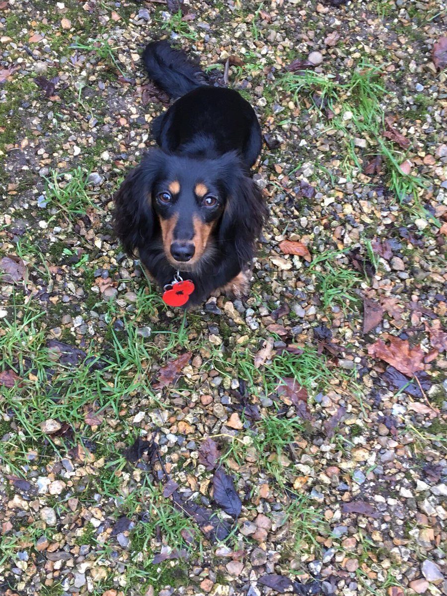 WinfieldFearn's tweet photo. @DachshundFanClu little Betty is still supporting her poppy ! Follow us on Instagram @ betty_wf_the_dachshund https://t.co/mkslstjBeJ
