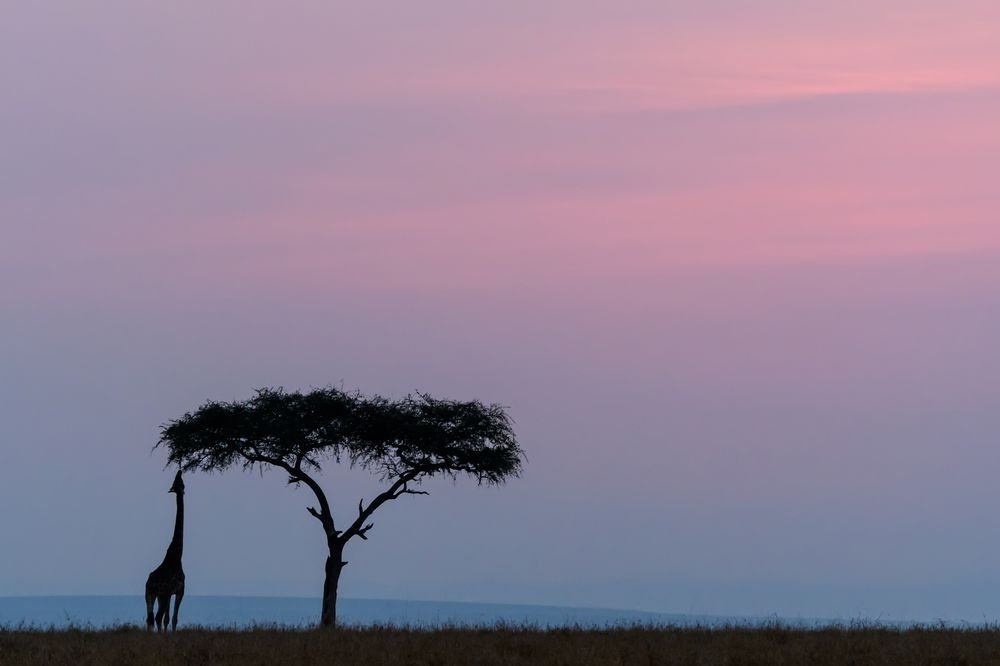 natureblog24's tweet photo. https://t.co/41ed2j3ePO
Giraffe sunset 📍 Masai Mara, Rift Valley, Kenya 📷 Jonas Stenqvist #natureblog_ru #silouette #wildlife #kenya #africa #maasaimara #giraffe #nature #color #sunset #природа #горы #mountains #travel #путешествие #beautiful #красота #sky #nature https://t.co/MR7Bl3QMqY