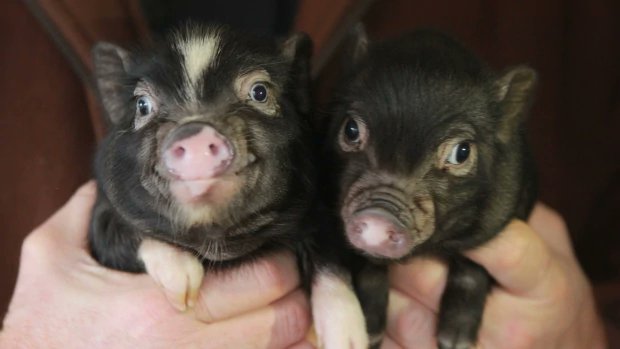 CBCOttawa's tweet photo. ICYMI: Meet the pet piglets that 2 B.C. farmers are sending a grieving Navan couple: https://t.co/WAq0ROXYUr #ottnews https://t.co/TKxHdRK7Mh