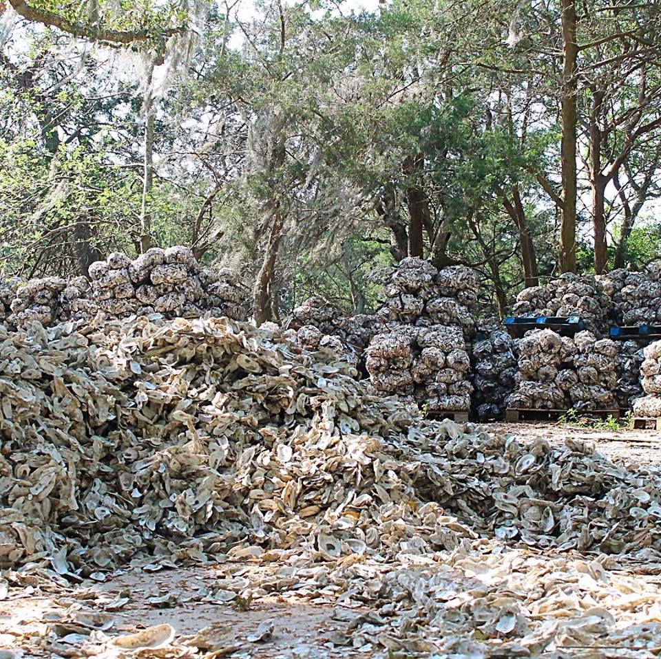 These old shells are the future of clean waterways. Please encourage your next oyster roast host to recycle. #putemback #cleanwaters