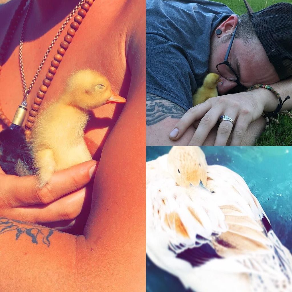 ogumpsh's tweet photo. Sad to find out that my little Slevin passed away when I came back to Portland yesterday :( this beautiful little girl was hatched in my hands and was definitely my favorite bird. All things leave us at some point. Celebrate the spirit of all things. 
To… https://t.co/wnKVxqgp2T https://t.co/wbJofZHMS9