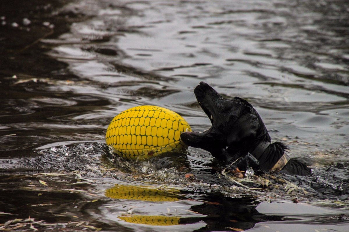 48 HOURS LEFT to Catch Our Ball Special // $9.99EA // Email sales@rugbyathletic.com to get rolling!