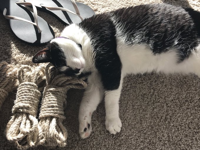 Kitteh + rope cuddles = ❤️ https://t.co/XKOT5y4xRB<a href="/tag/notbored"class="tags"><span>#notbored</span></a><a href="/tag/yesastripper"class="tags"><span>#yesastripper</span></a><a href="/tag/comethrowmoneyatme"class="tags"><span>#comethrowmoneyatme</span></a>