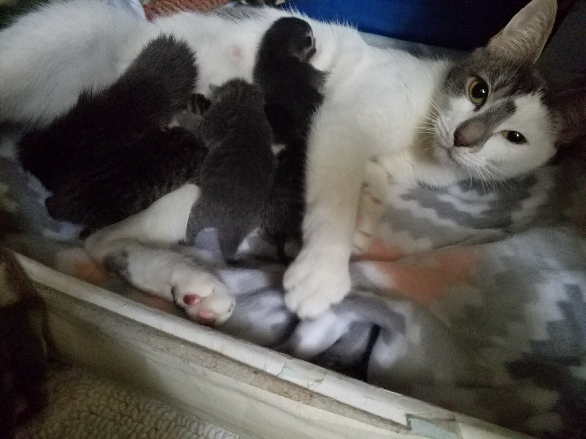 kitkatjp's tweet photo. Rescued on Thursday, babies on Weds!  Warm, safe and happy. https://t.co/kVaUG79EPI