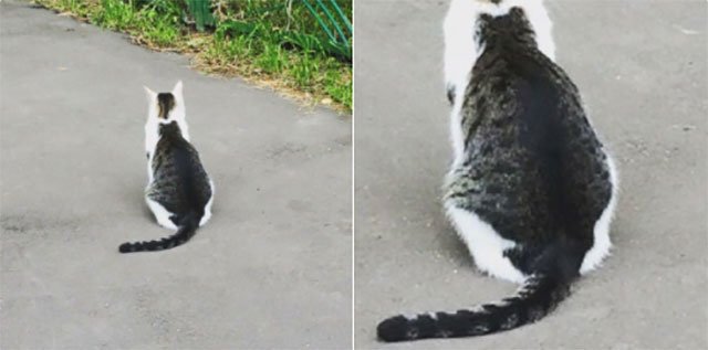 "This cat has a cat on his back."
📷 imgur: hqt123
#catontheback #cats #kittens #coolcats #coolcatmarkings #thecatniptimes  #catsoftwitter