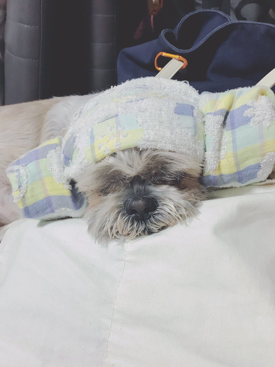 chloepeaa's tweet photo. 単純かいな。
久々質問きただけでこげえ嬉しいもんなん？こたありがと！
長生きしろよ！！ https://t.co/cuNEw96yqP
