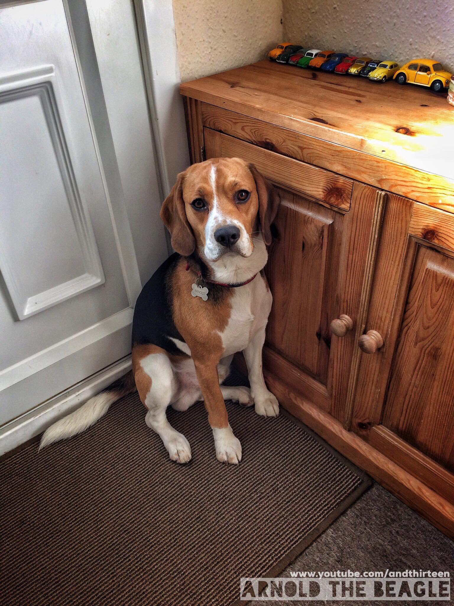 Arnold The Beagle on X