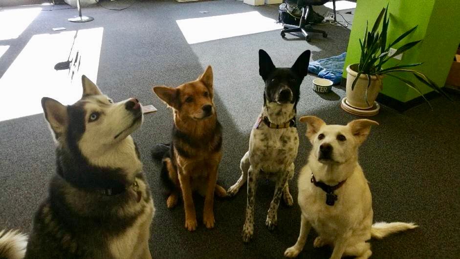VerdeBrandComm's tweet photo. Just another Wednesday in the office with our best buds. 
--
#verdelife #dogsofverde https://t.co/KOv7qXj9oR