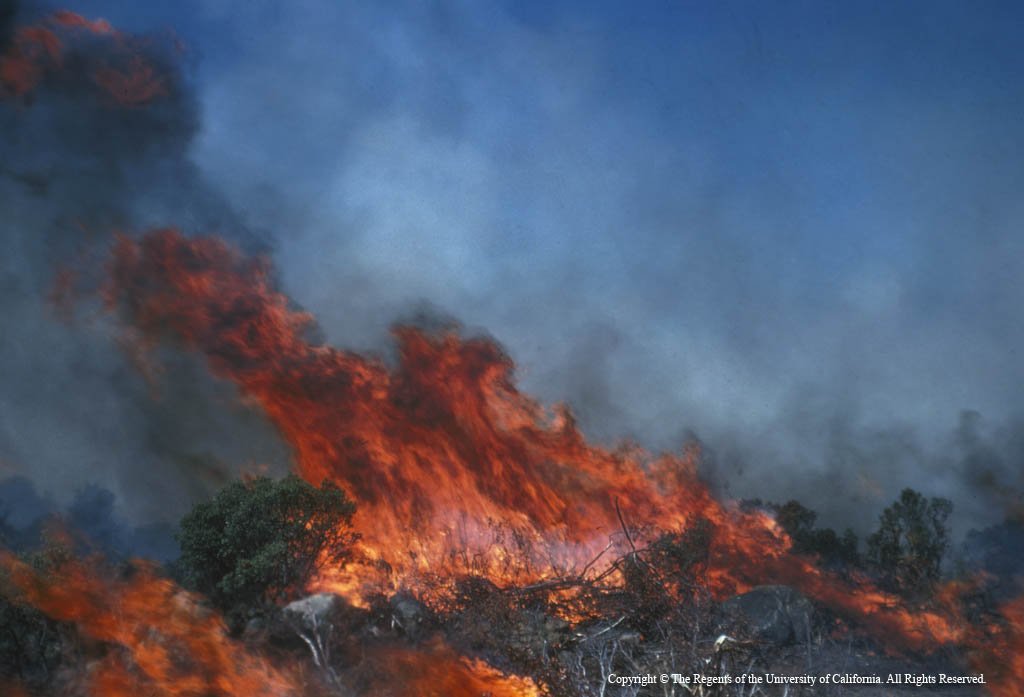 ucanr's tweet photo. UC Cooperative Extension in #Ventura and #SantaBarbara have #wildfire recovery resources for #ThomasFire #CreekFire at https://t.co/jh6OSAiJ26 and https://t.co/ImWFUKrmZ1 https://t.co/yFFIAku0ZE