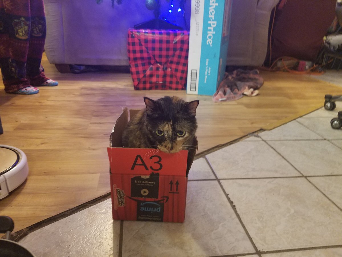 ravenboxcat's tweet photo. Do you like my #TheGreatestShowman box? Is so red and comfy. #whiskerswednesday #cats #CatsOfTwitter #cuteanimals #boxcat #A3 https://t.co/lRABGIKmDr