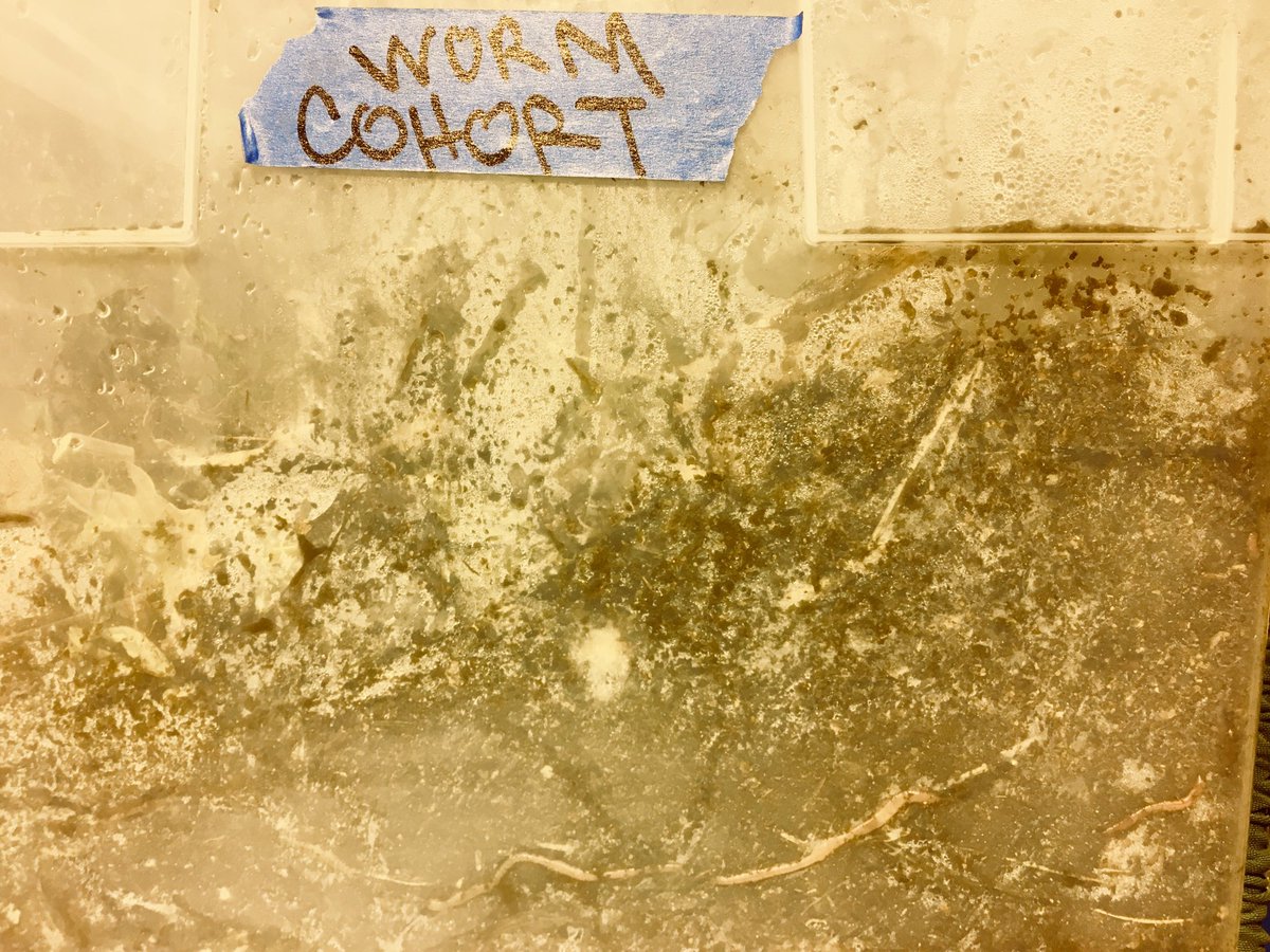 WormsWay's tweet photo. Added a few night crawlers to the bin today. A happy community. https://t.co/F6PSRJBEuS